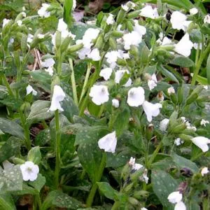 Пульмонарія Sissinghurst White фото