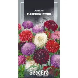 Скабіоза Низькоросла Махрова Суміш фото