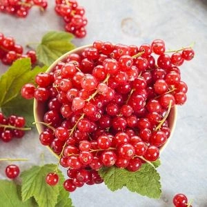 Смородина Августус фото