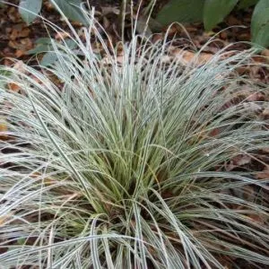 Осока Snowline фото