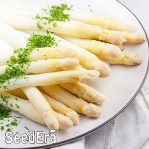 Спаржа Делікатесна фото