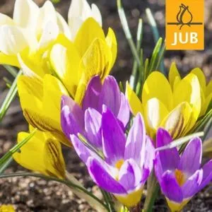 Крокус Species Mix (Брендові цибулини Jub Holland) фото