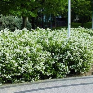 Спірея японська Albiflora фото