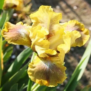 Ірис Pumila Spirit Guide фото