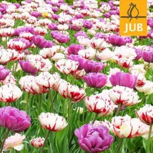 Мікс ландшафтний Spring Peonies (Брендові цибулини Jub Holland) фото