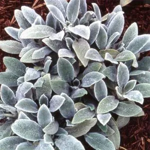 Стахіс Silver Carpet фото