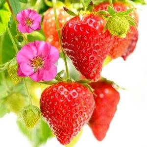 Полуниця Red Summer Breeze (Ремонтантний) фото