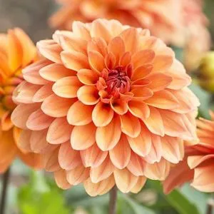 Жоржина Summer Flame фото