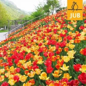 Мікс ландшафтний Sun Fever (Брендові цибулини Jub Holland) фото