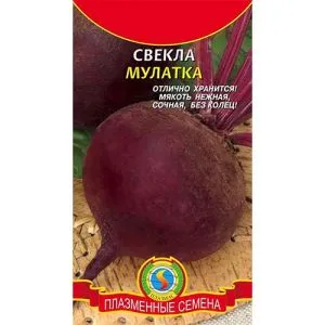Буряк Мулатка фото