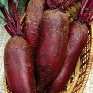 Буряк столовий Ренова фото