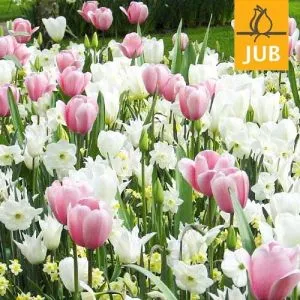 Мікс ландшафтний Sweet Dreams (Брендові цибулини Jub Holland) фото