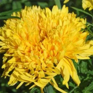 Чорнобривці Simba Yellow фото