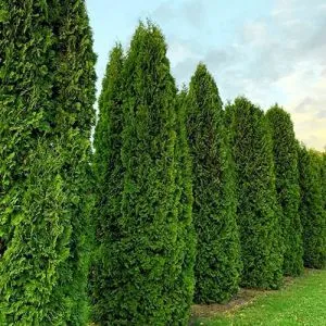 Туя західна Columna фото