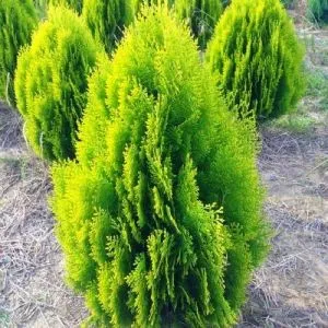 Туя Aurea Nana фото