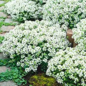 Чебрець Albiflorus фото