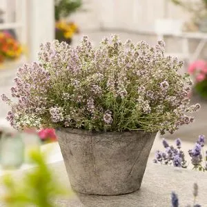Чебрець Silver Posie фото