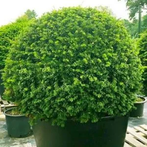 Тис ягідний Zwergball фото