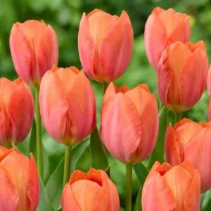 Тюльпан Apricot van Eijk фото