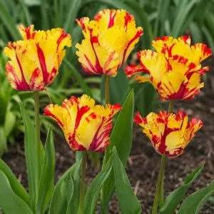 Тюльпан Flaming Parrot фото
