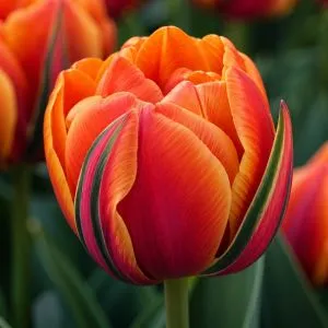 Тюльпан Queensday фото
