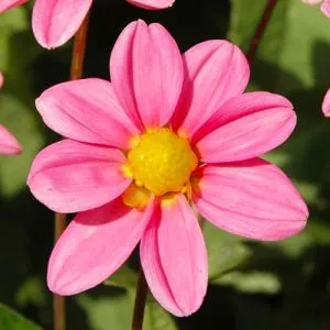 Жоржина Topmix Bonne Esperance фото