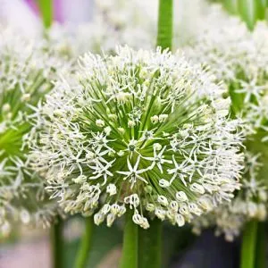 Алліум Hirtifolium Var. Album фото