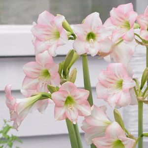 Амариліc Pink Rascal фото