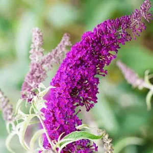 Буддлея African Queen фото
