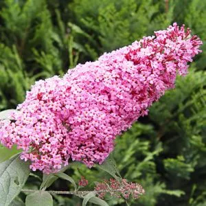 Буддлея Pink Delight фото