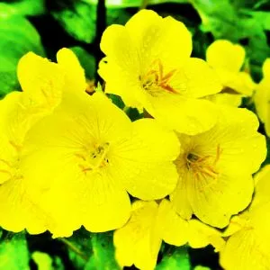 Енотера місурійська Жовта Ріка фото