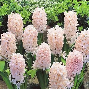 Гіацинт China Pink фото