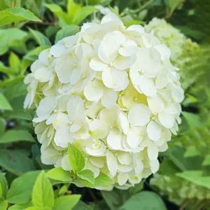 Гортензія Wudu White фото