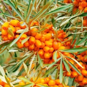 Обліпиха Leikora фото