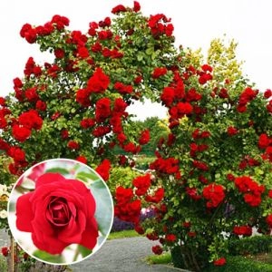 Троянда Amadeus фото