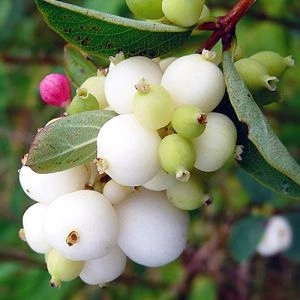 Сніжноягідник White Hedge фото