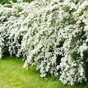 Спірея Snowmound фото