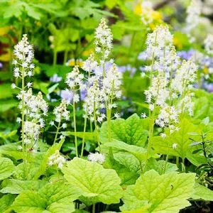 Тіарелла Cordifolia фото