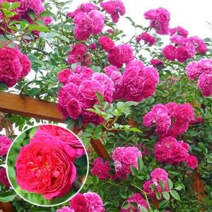 Троянда Pink Musimara фото