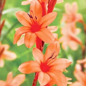 Уотсонія Peach Glow фото