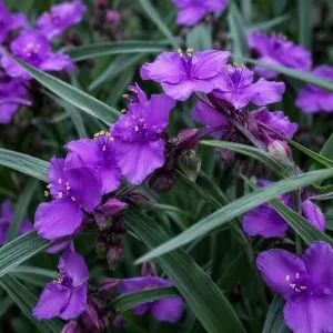 Традесканція Concorde Grape фото