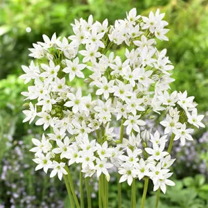 Трітелея Hyacinthina фото