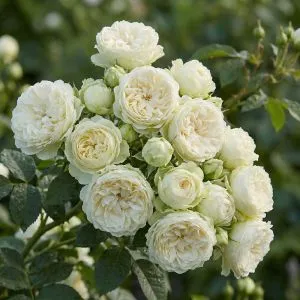 Троянда Blanchette фото