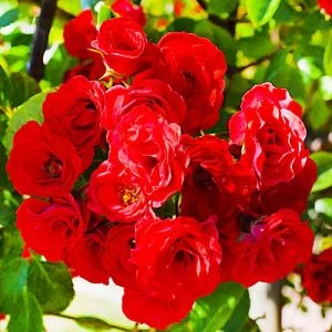 Троянда Scarlet Meillandecor фото
