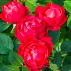 Троянда Cherry Bonica фото