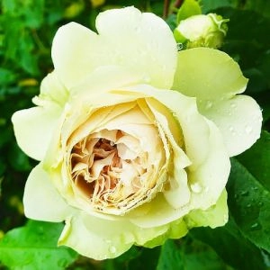 Троянда Lovely Green фото