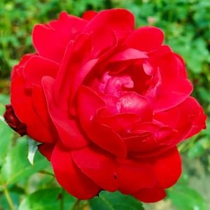 Троянда Nina Weibull фото