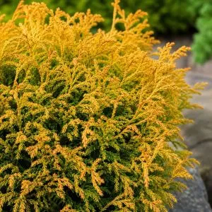 Туя Golden Tuffet фото