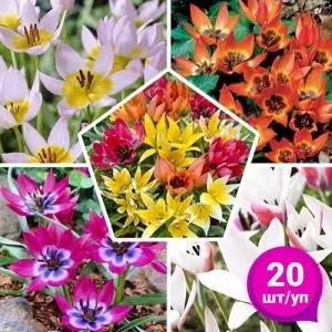 Тюльпан Ботанічні Мікс 20 шт/уп фото