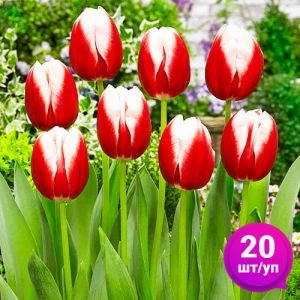Тюльпан Leen Van De Mark 20 шт/уп фото